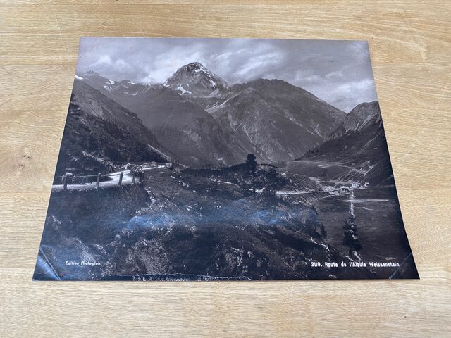 Albula